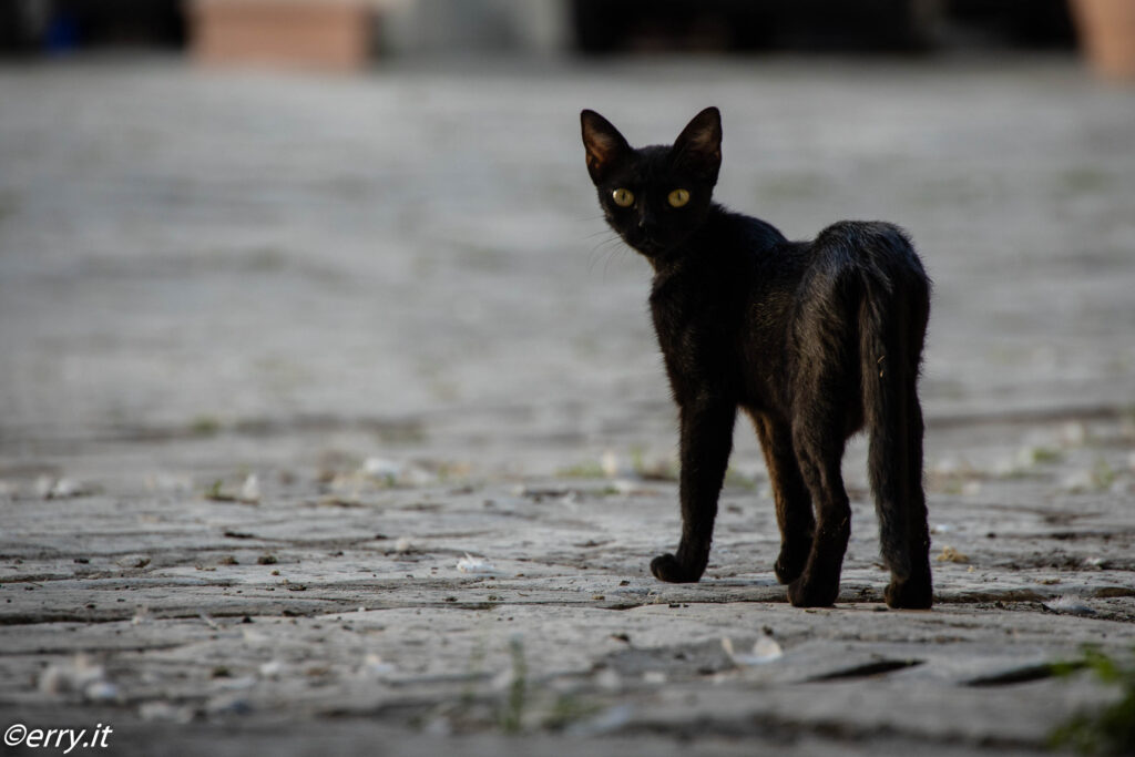 Gatti abbandonati